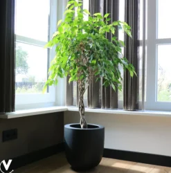 Bloempot Ducos Zwart Ø33xH35 – UV & Vorstbestendig