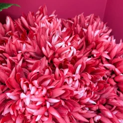 Kunstbloemen Chrysant Warm Pink 75cm – Zijdebloem voor Vaas of Boeket