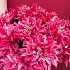 Kunstbloemen Dahlia Roze – Ombre Effect van Licht naar Donker