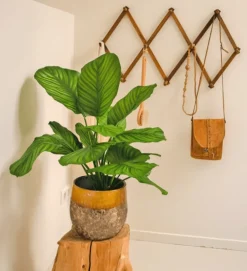 Kunstplant Calathea Fasciata 53cm – Stijlvol & Compact