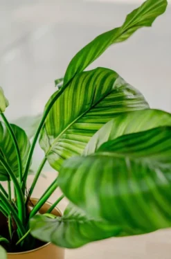 Kunstplant Calathea Fasciata 53cm – Stijlvol & Compact