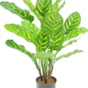 Kunstplant Calathea Makoyana 55cm – Realistische Sierplant