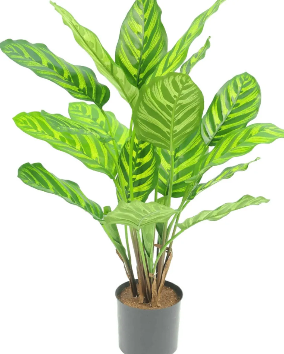 Kunstplant Calathea Makoyana 55cm – Realistische Sierplant