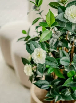 Kunstplant Camellia Japonica 100cm – Elegantie in Bloei
