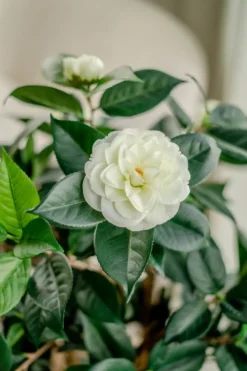 Kunstplant Camellia Japonica 100cm – Elegantie in Bloei