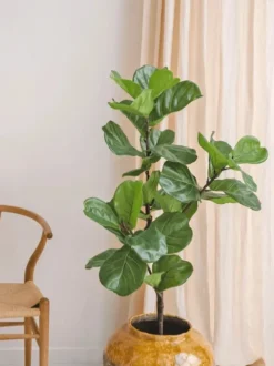 Kunstplant Ficus Tabaksplant 125cm – Stijlvol & Onderhoudsvrij