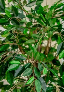 Kunstplant Ficus Tropisch Liana 150cm – Natuurgetrouwe Luxe