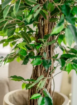 Kunstplant Ficus Tropisch Liana 150cm – Natuurgetrouwe Luxe
