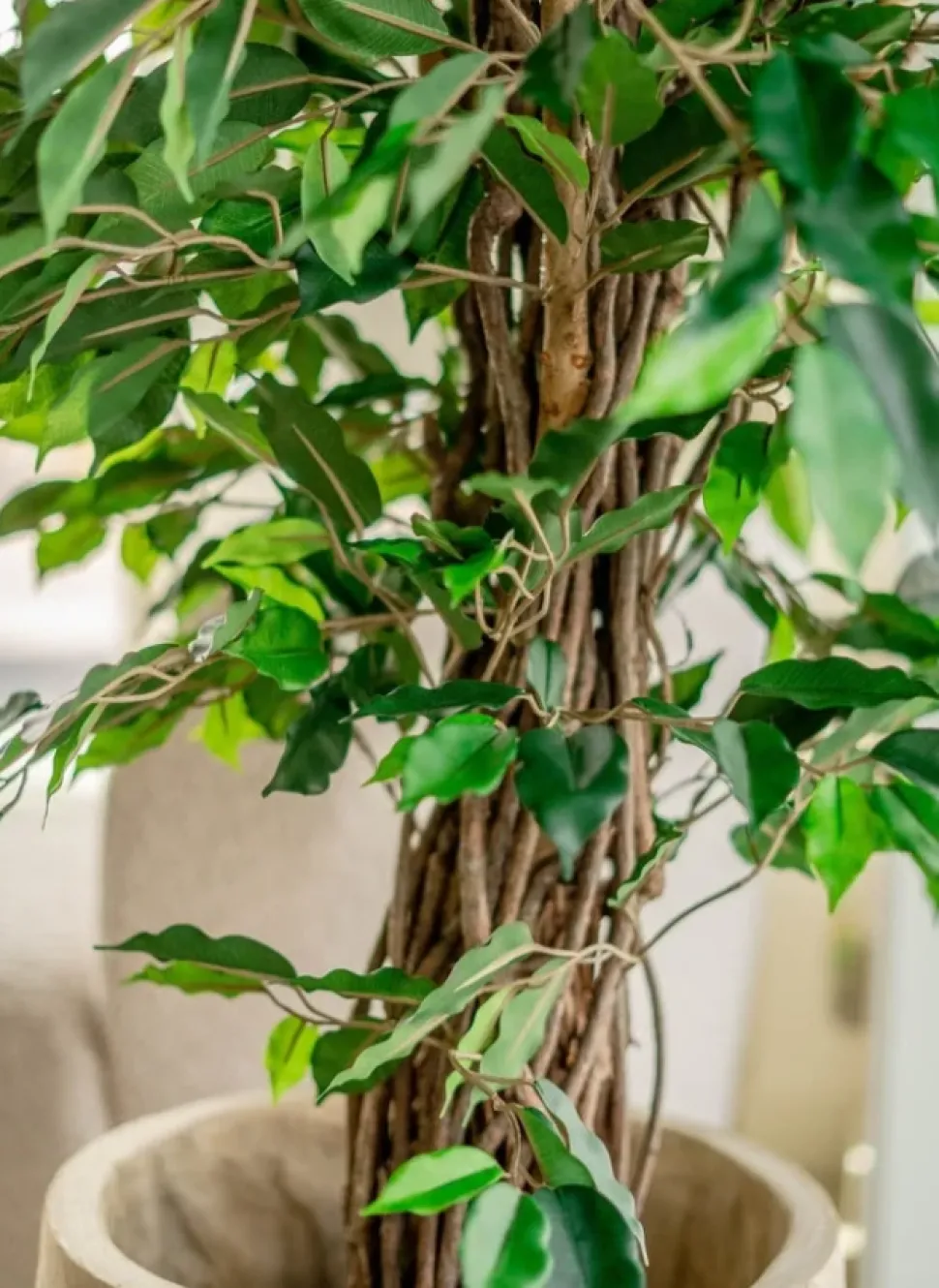 Kunstplant Ficus Tropisch Liana 150cm – Natuurgetrouwe Luxe
