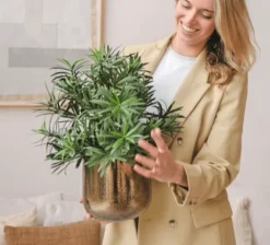 Kunstplant Podocarpus 47cm – Compact & Stijlvol Groen