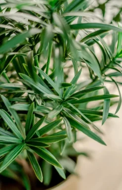 Kunstplant Podocarpus 47cm – Compact & Stijlvol Groen
