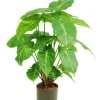 Kunstplant ‘Syngonium’ | 58cm | Chique-Living