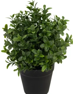 Kunstplantje ‘Murraya’ | 21cm | Chique-Living
