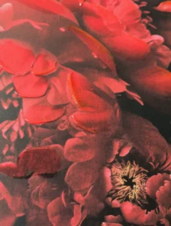 Schilderij ‘Bloem Explosie’ kopen | Modern Bloemenschilderij met Zwarte Lijst 60x80cm | Chique Living