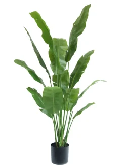 Strelitzia Nicolai Deluxe 165cm – Tropisch & Onderhoudsvrij
