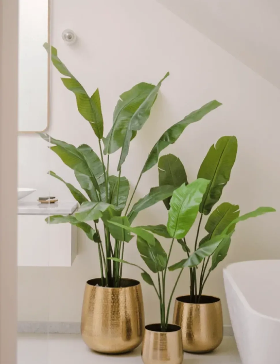 Strelitzia Nicolai Deluxe 165cm – Tropisch & Onderhoudsvrij