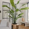 Strelitzia Nicolai Deluxe 235cm – Luxe Kunstplant XXL