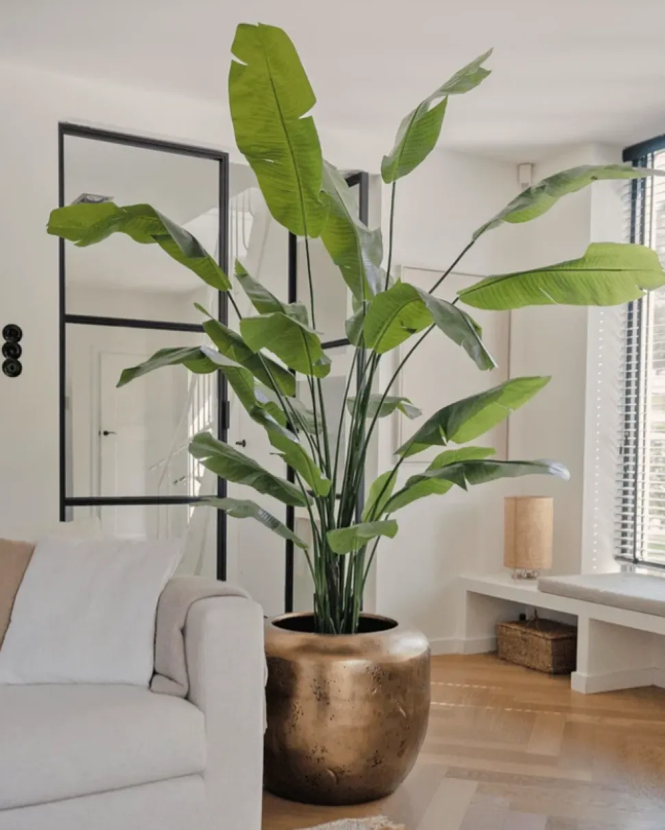 Strelitzia Nicolai Deluxe 235cm – Luxe Kunstplant XXL