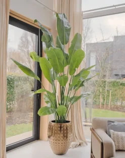 Strelitzia Nicolai Deluxe 235cm – Luxe Kunstplant XXL
