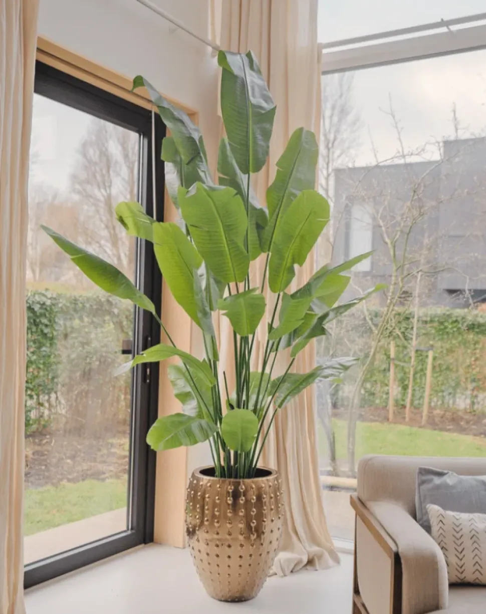Strelitzia Nicolai Deluxe 235cm – Luxe Kunstplant XXL